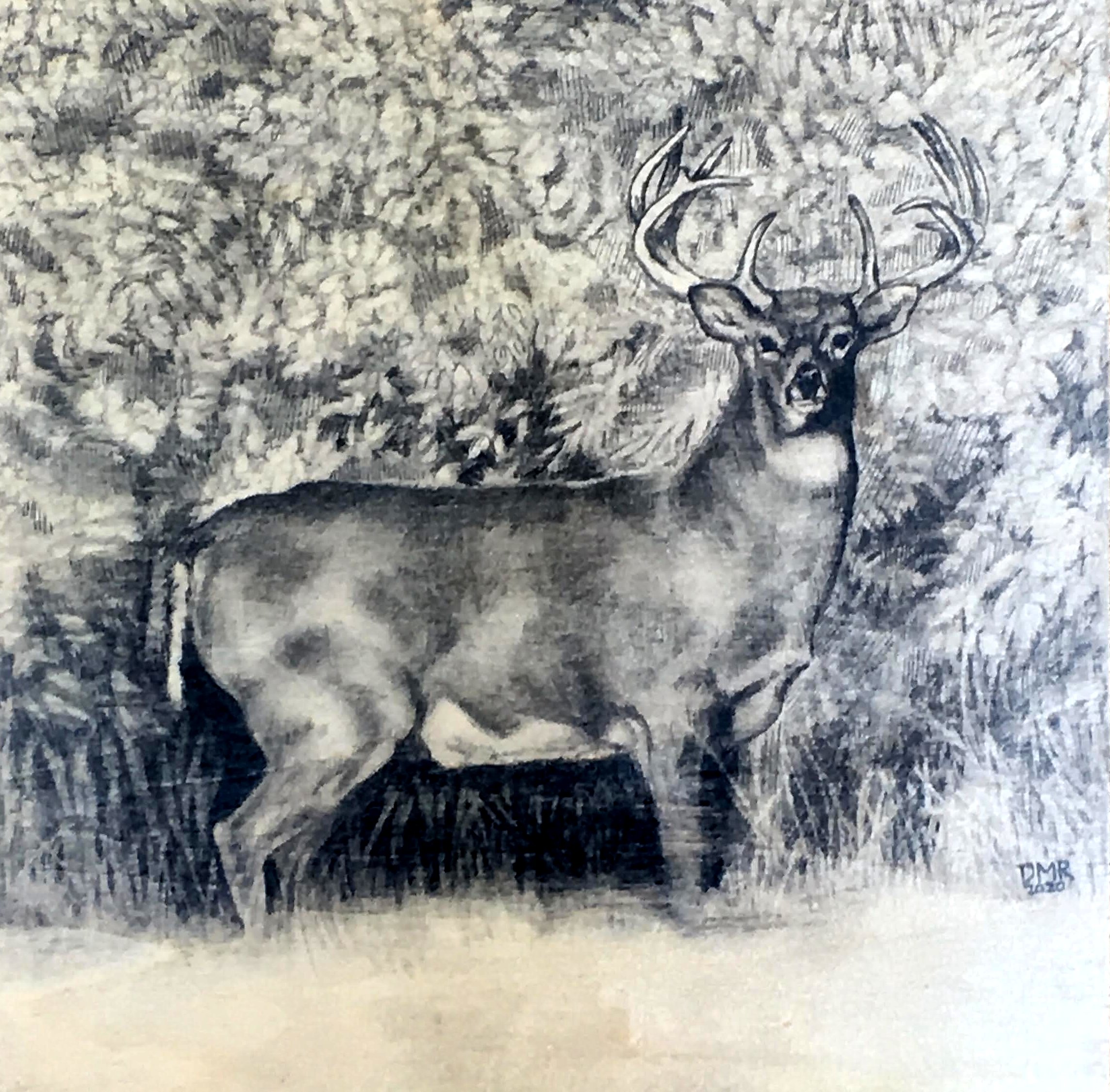 Pencil drawing of a whitetail buck on birch panel  by Darlene Meader Riggs
