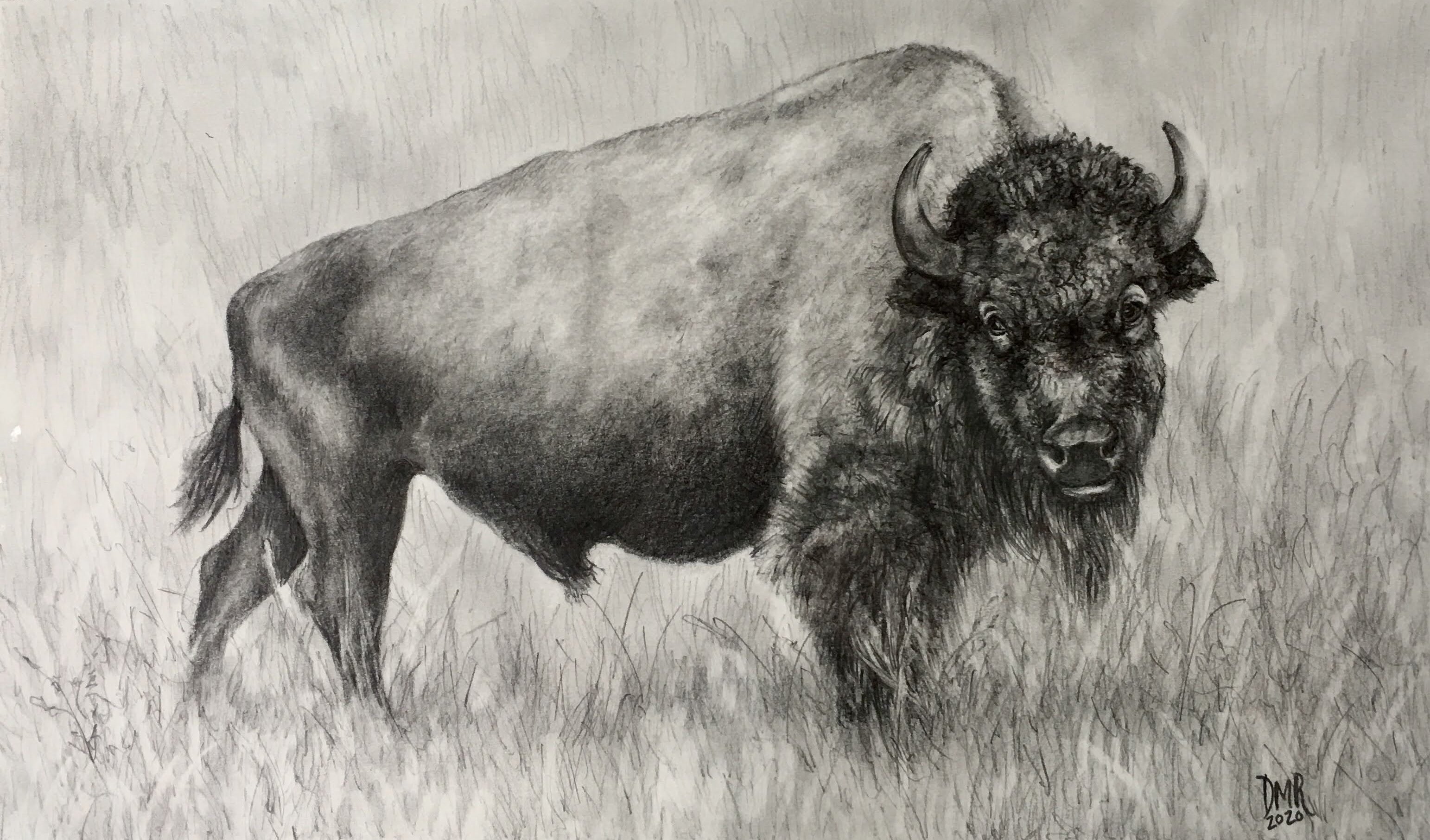 Pencil drawing of a buffalo by Darlene Meader Riggs