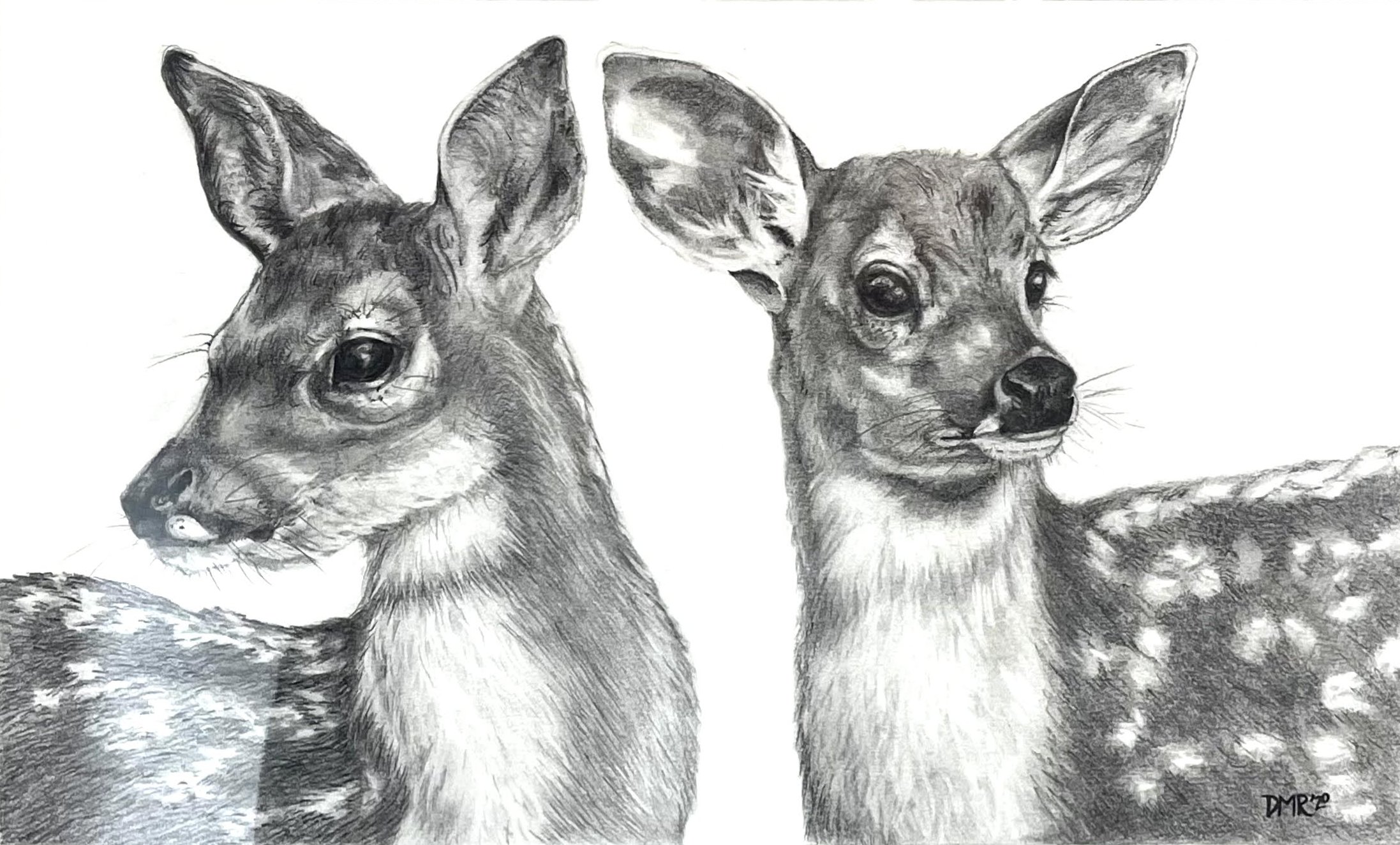 Pencil pencil drawing of a fawn on birch panel  by Darlene Meader Riggs