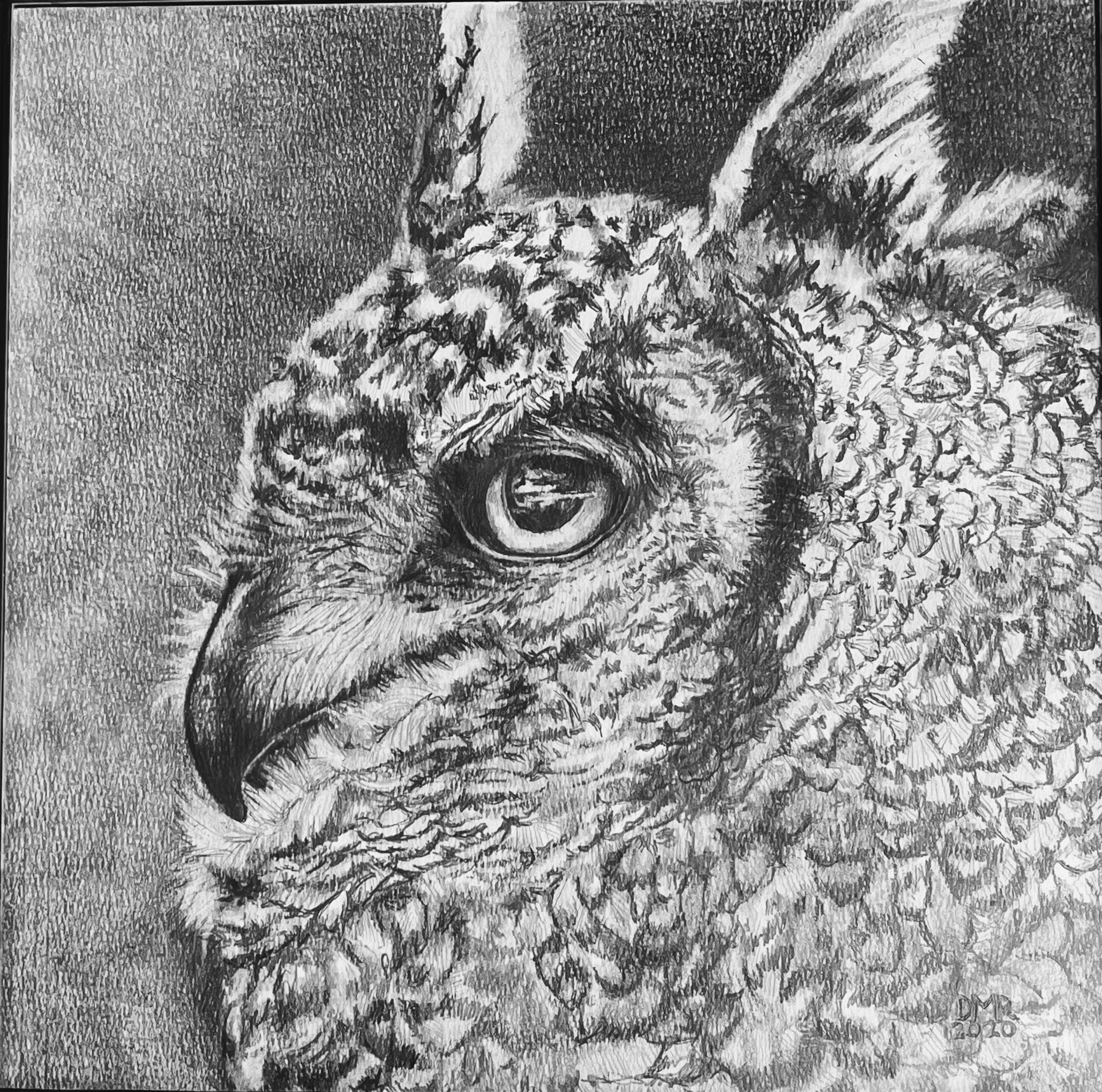 Pencil drawing of an owl by Darlene Meader Riggs